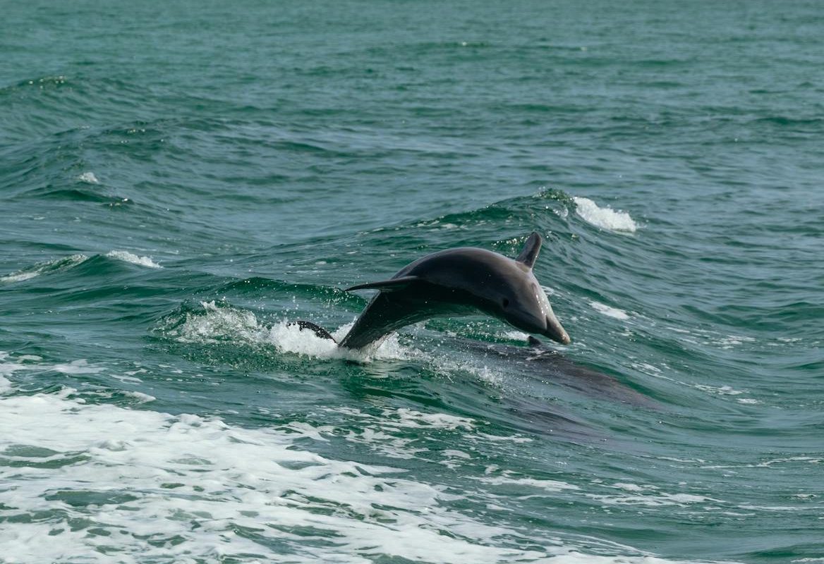 Un delfín salta en el mar