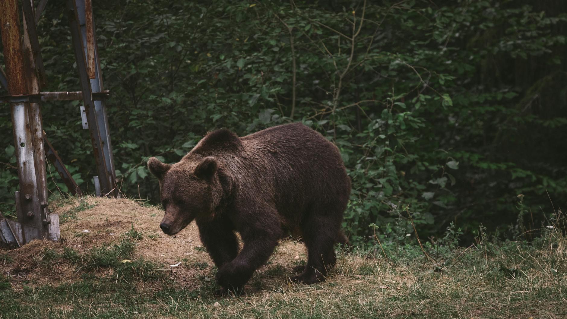 La Fiscalía pide dos años de prisión para un hombre por matar a un oso con un lazo de acero en Asturias