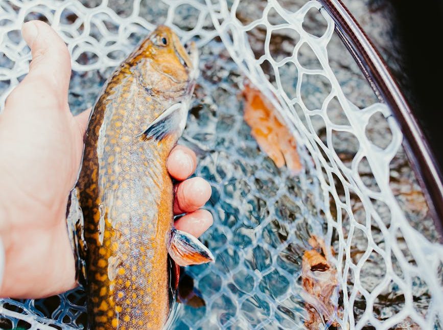 Una persona sostiene una trucha en la mano
