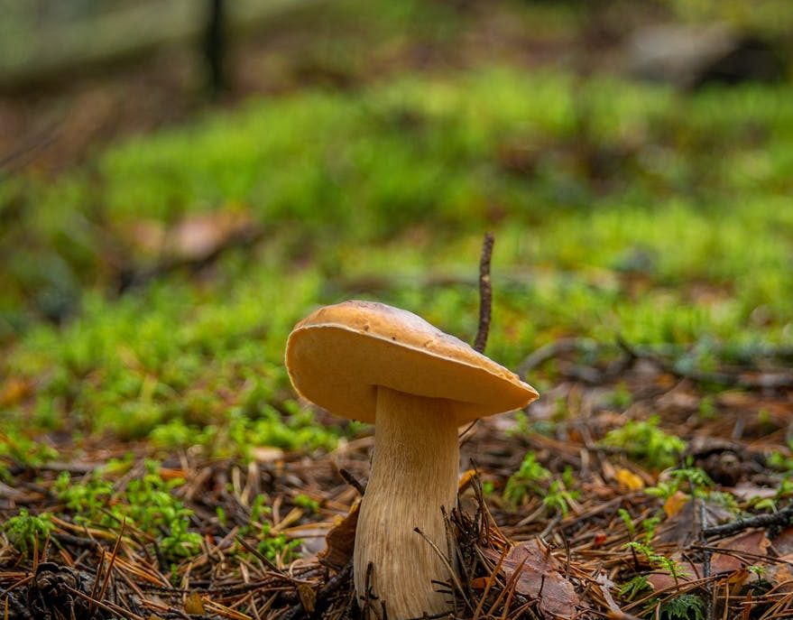 Quién protege el campo