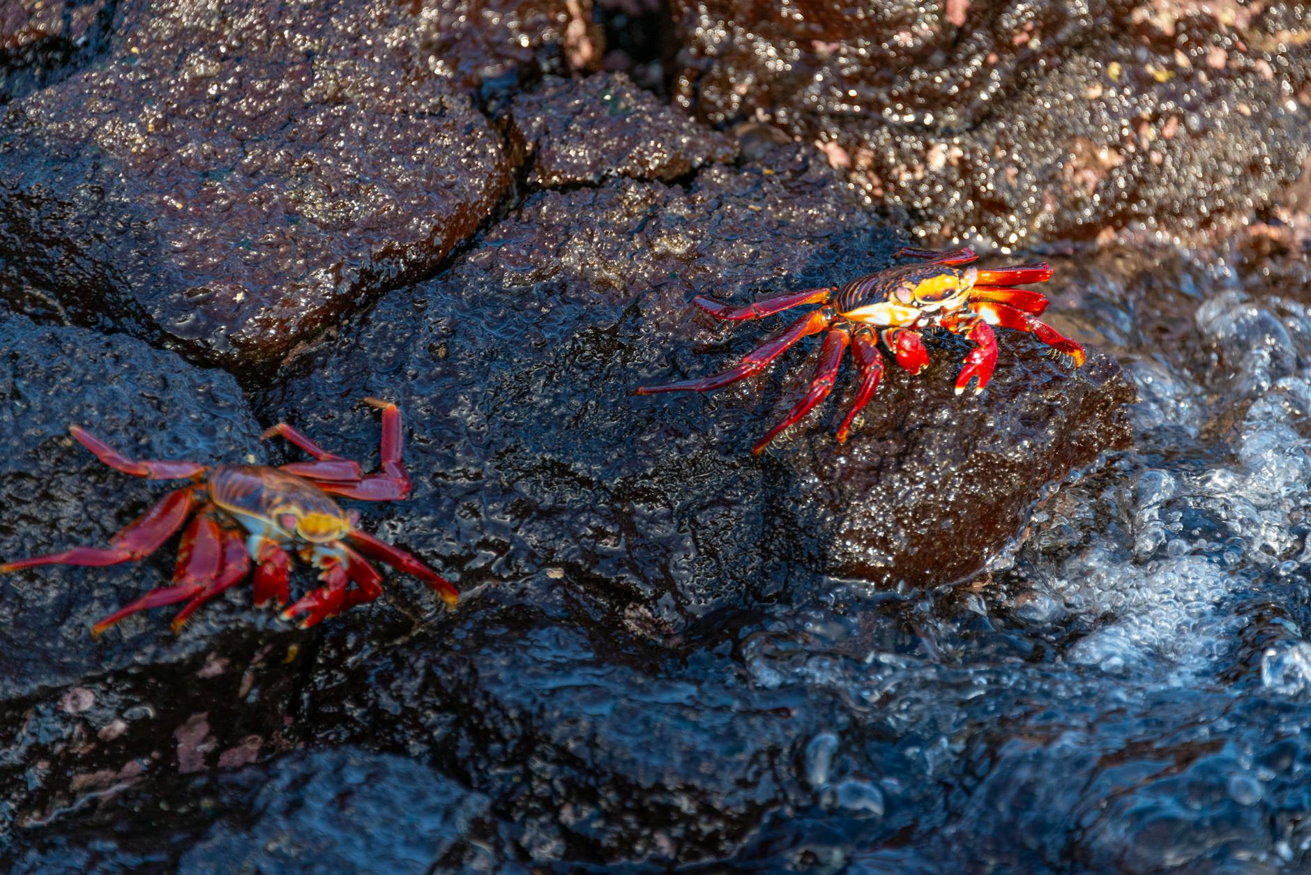 Ridiculizar la protección animal