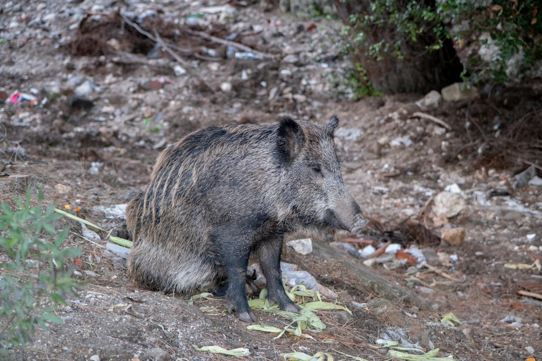 Un jabalí sentado en la naturaleza