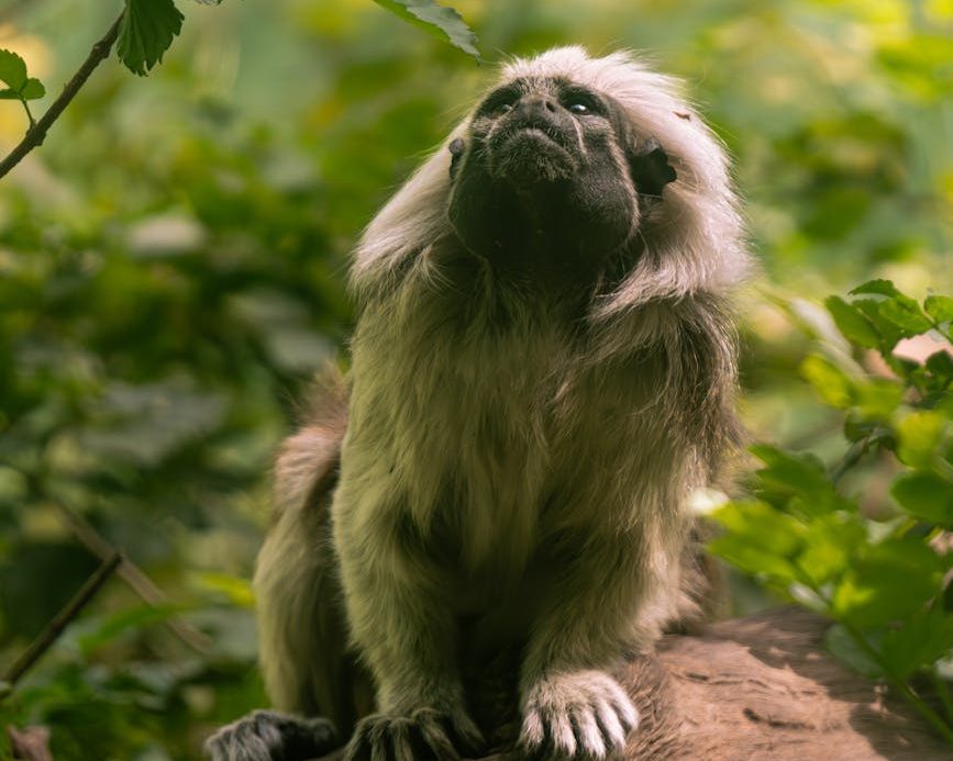 Colombia: cuatro titíes vuelven a su hábitat tras ser rescatados de la tenencia ilegal