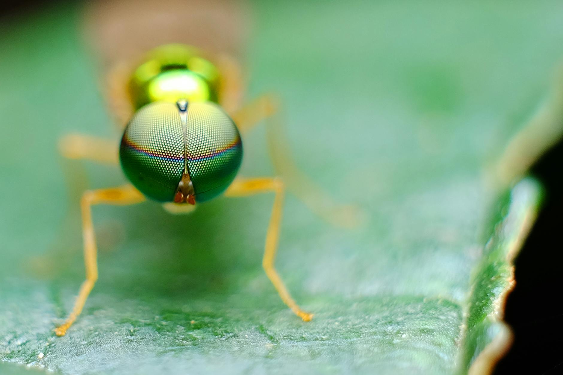 Un insecto en primer plano encima de una hoja verde