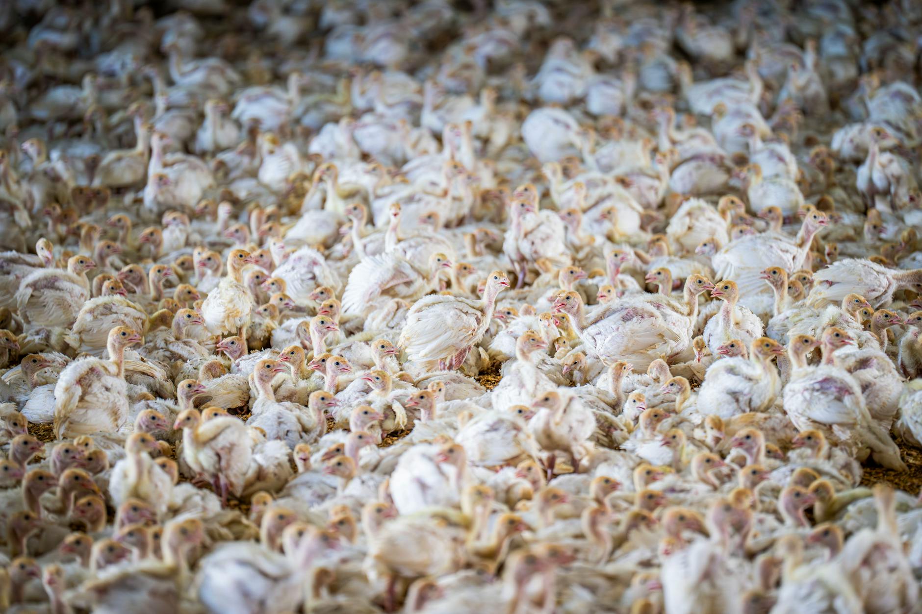 Pavos confinados en una granja