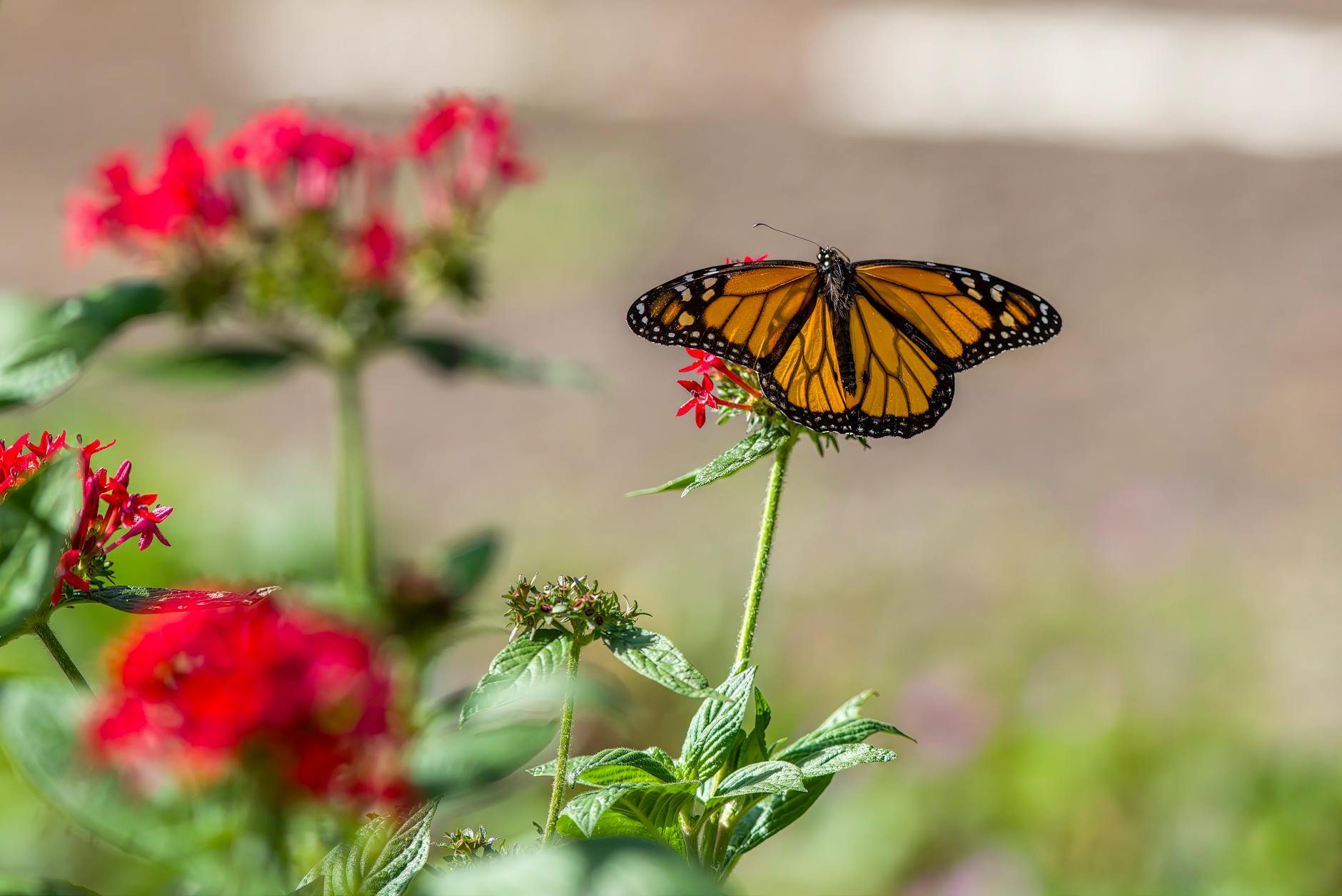 Una mariposa monarca sobrevuela unas flores en un jardín
