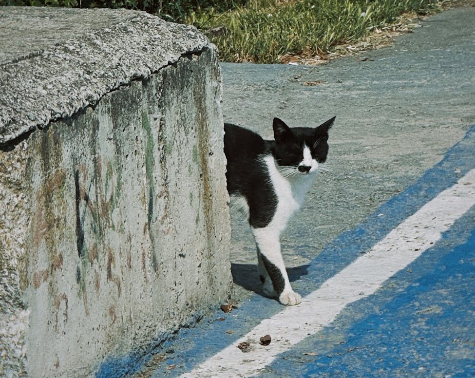 El Ayuntamiento de El Vendrell, responsable de investigar el maltrato a una colonia felina