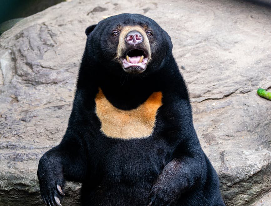 Corea del Sur pone fin a la explotación de osos por su bilis