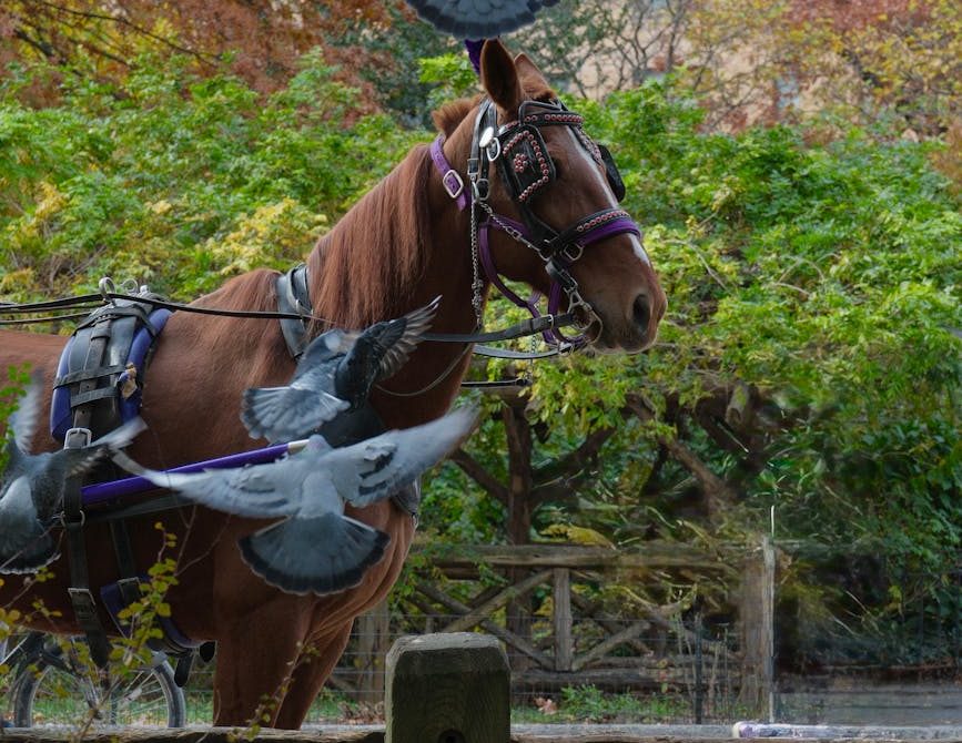 Palomas vuelan delante de un caballo en Central Park