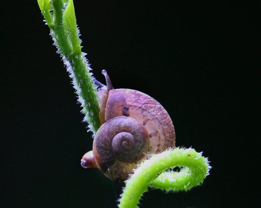 Caracol en una planta verde