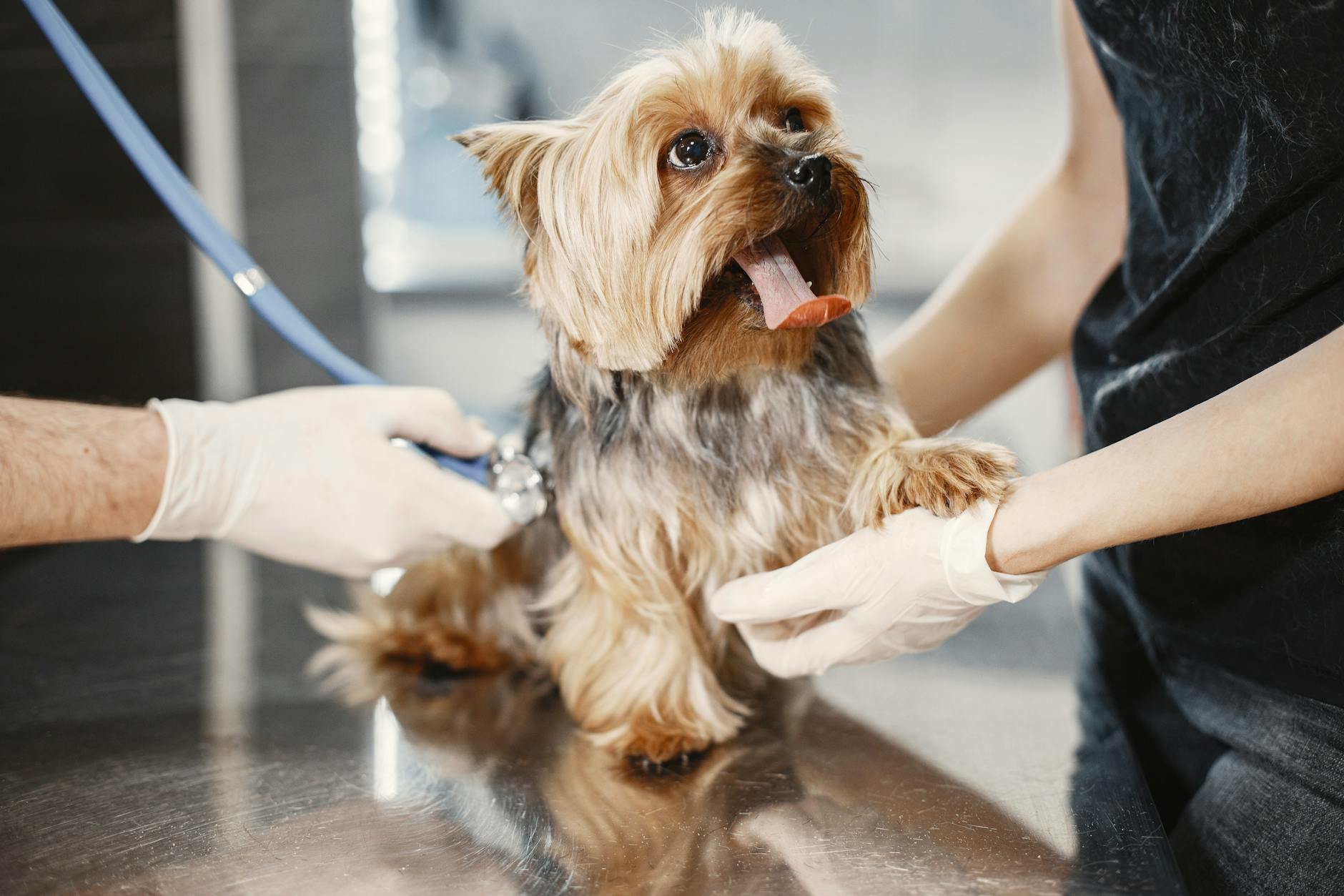 Un perro durante un chequeo veterinario