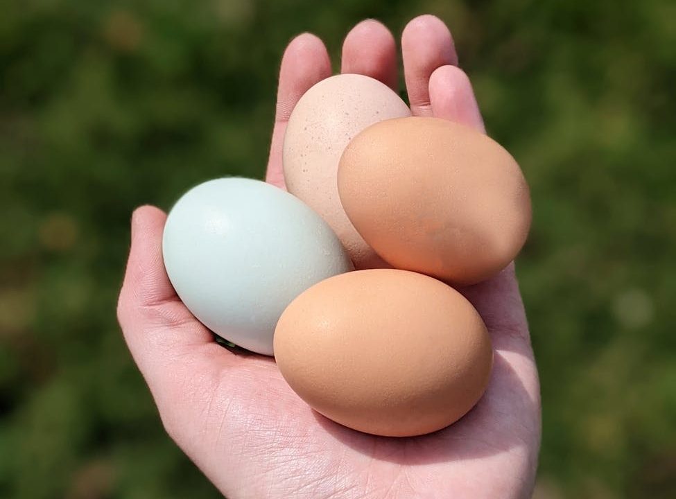 Gallinas ornamentales, huevos de colores y trofeos de animales