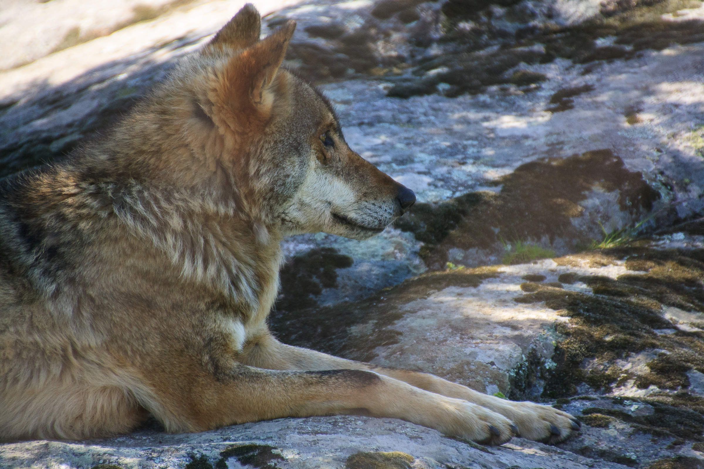 Lobo ibérico descansa sobre unas rocas