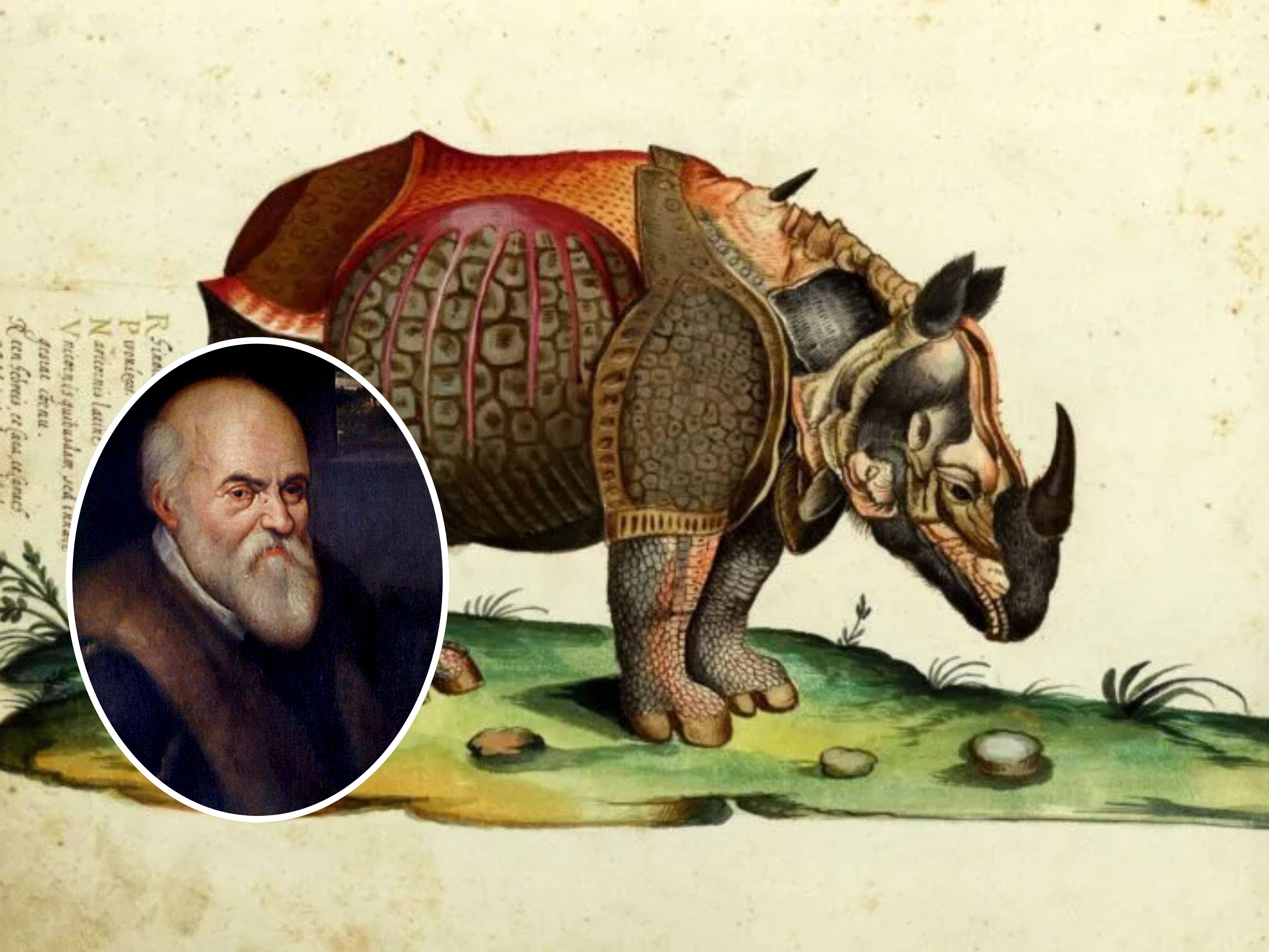 Rinoceronte de Aldrovandi
