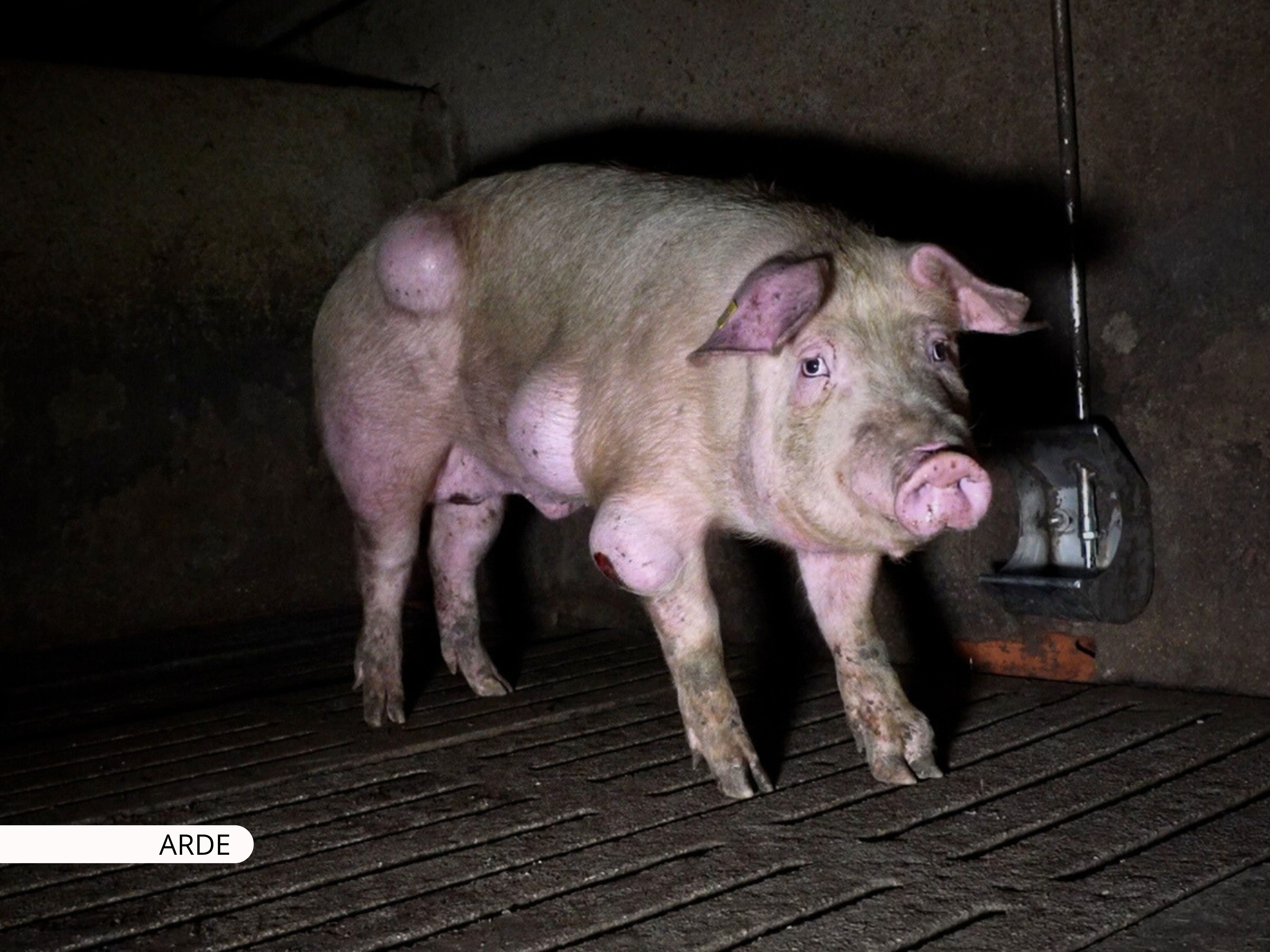 Cerdo en una granja de los horrores de Teruel