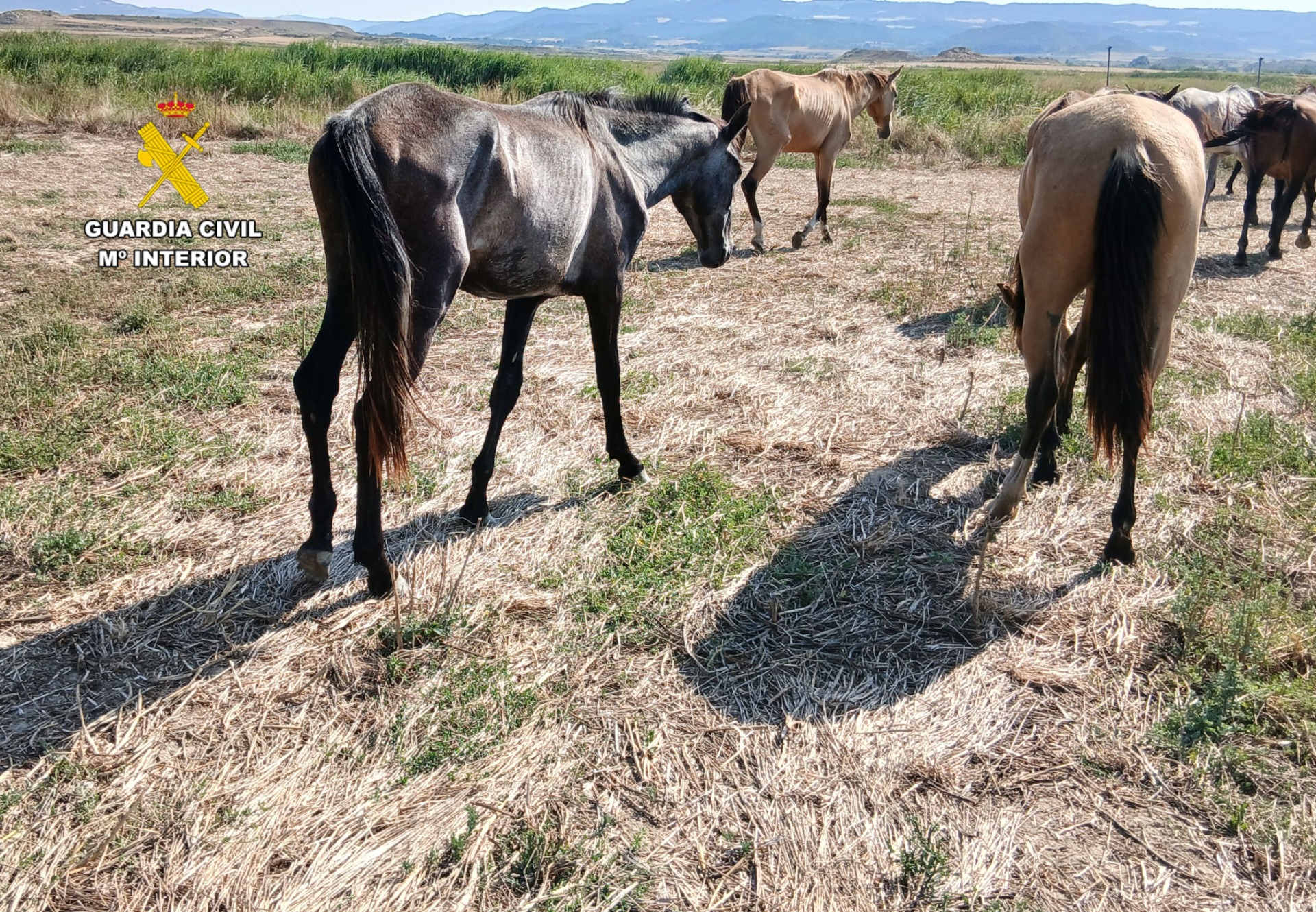 Más de 60 caballos sin agua y comida y cuatro yeguas muertas en varias fincas de Zaragoza