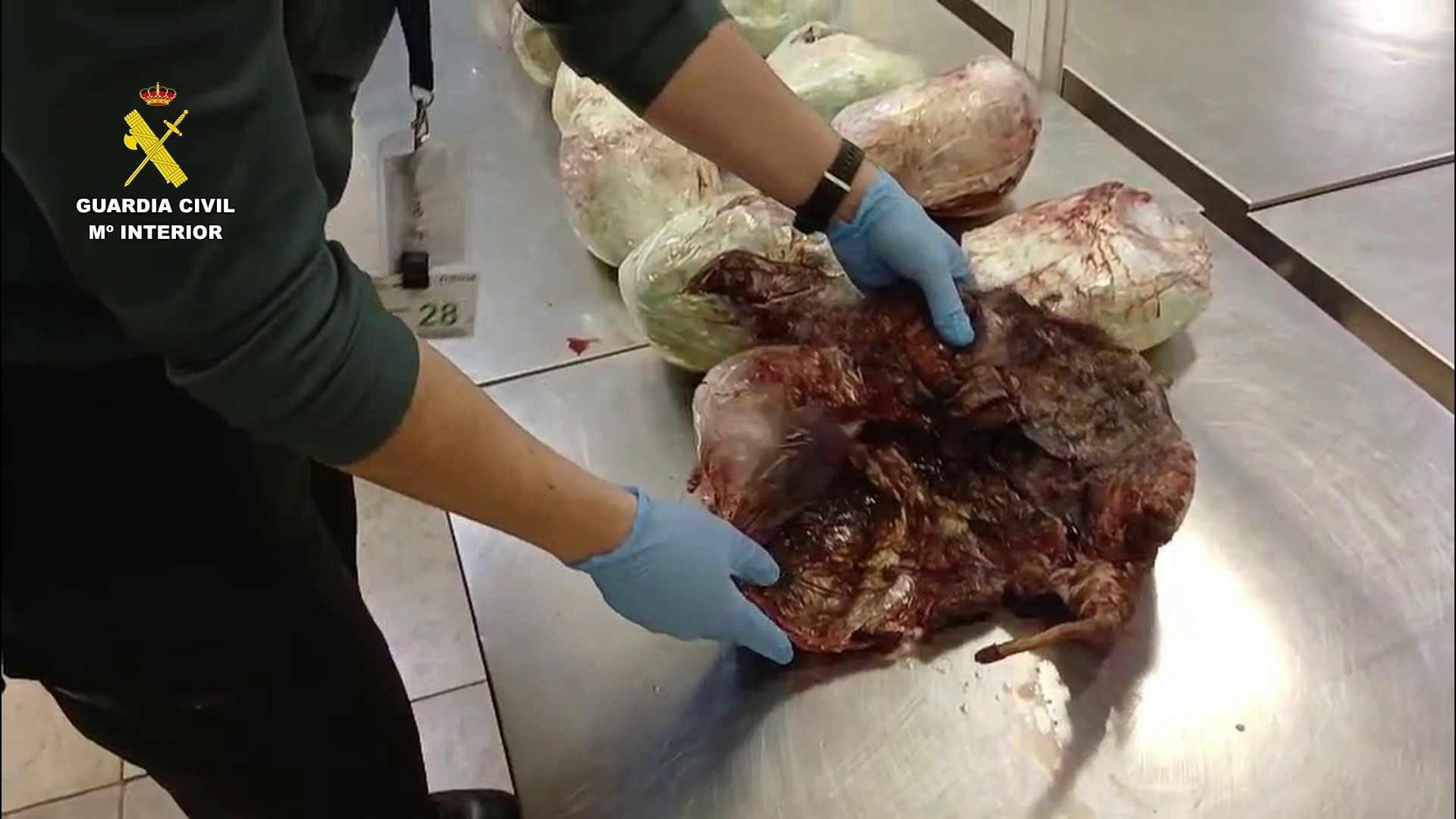 Hallados 15 pangolines muertos en una maleta en Barajas