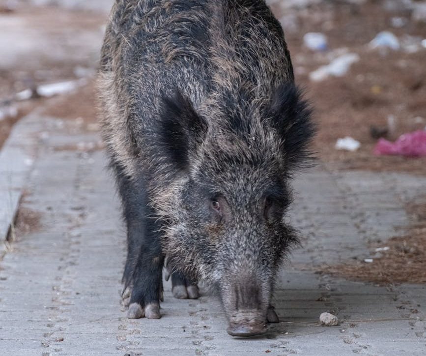 La vacuna anticonceptiva para jabalís se posiciona como alternativa ética a la caza