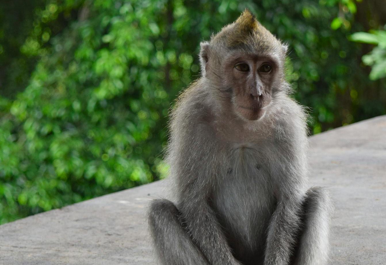 Cancelan un espectáculo en el que se obligaba a macacos a recrear un fusilamiento en China
