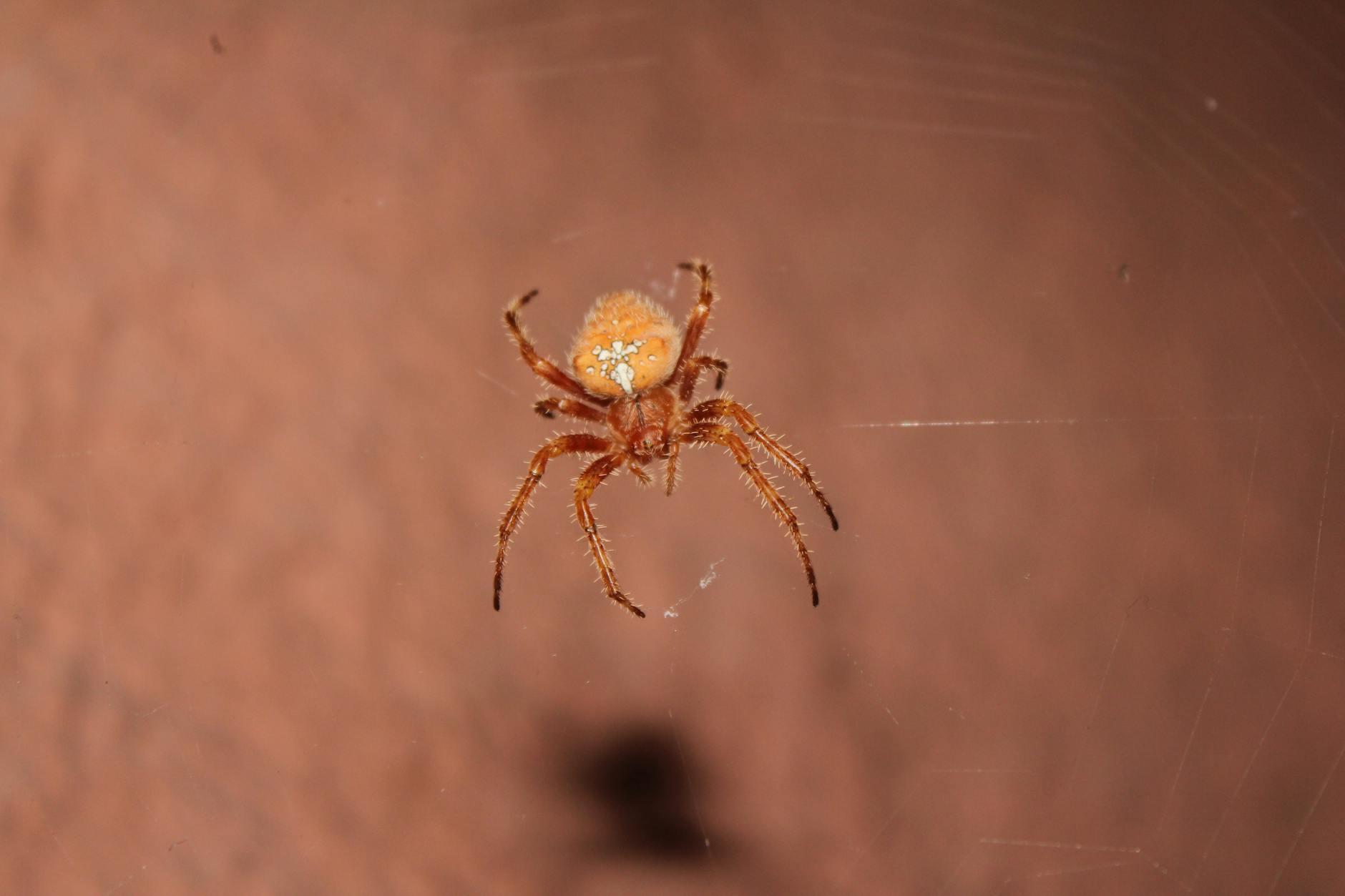 Fobia a las arañas e insectos en la ciencia: se desconoce el estado de conservación de casi el 90% de las especies