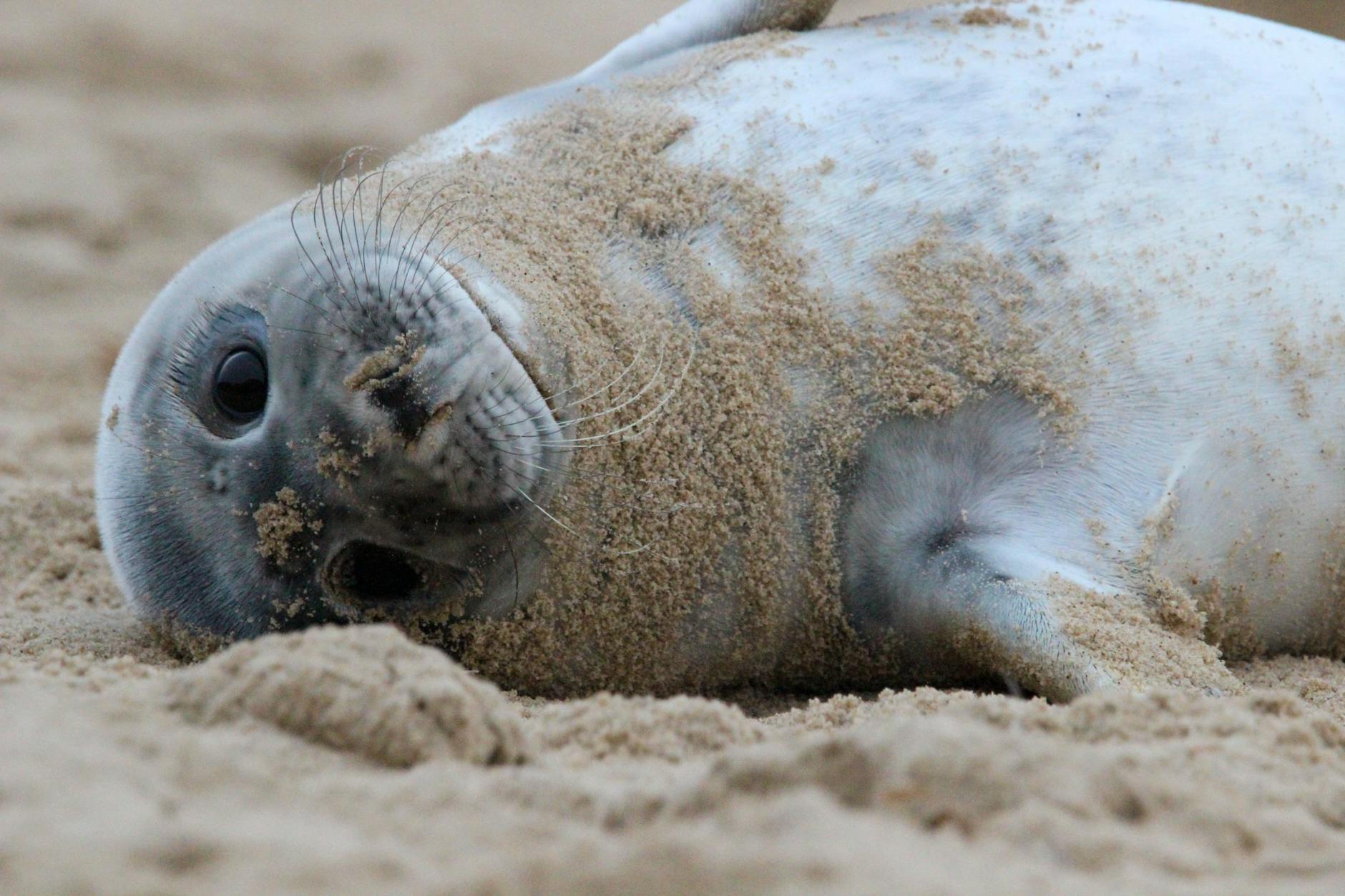 Foca gris en la playa
