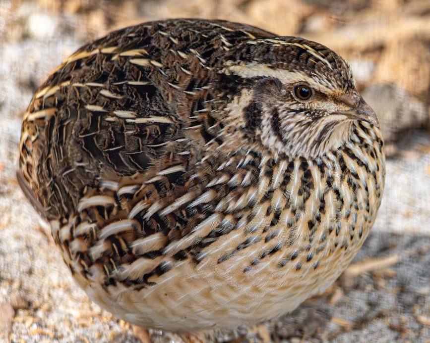 Codorniz común en su hábitat natural