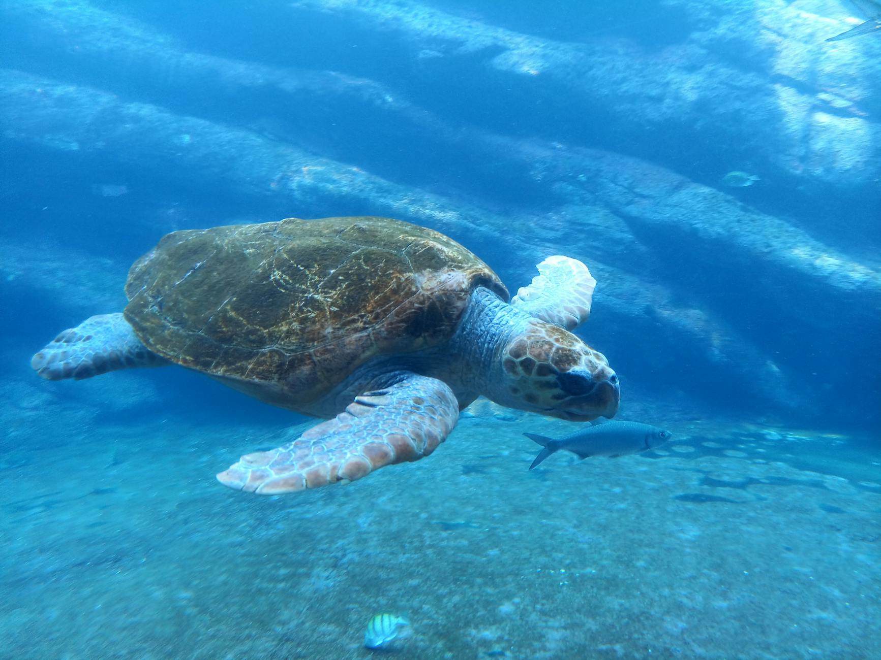 Diana, la tortuga que ha recorrido más de 6000 kilómetros de Ceuta al Caribe tras sobrevivir a una red de pesca