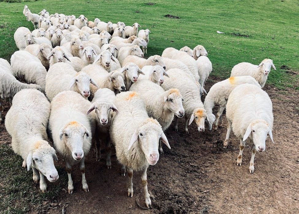 Rebaño de ovejas en un pasto verde