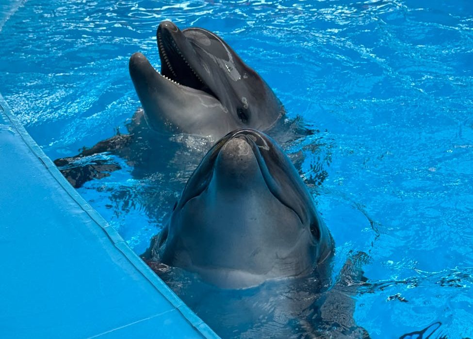 Una región belga quiere volver a autorizar los delfinarios tras su prohibición