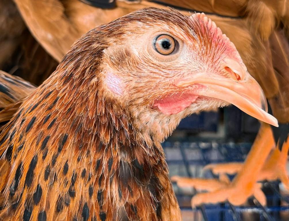 La Comisión Europea responderá ante la justicia por su inacción ante la ICE ‘End the Cage Age’