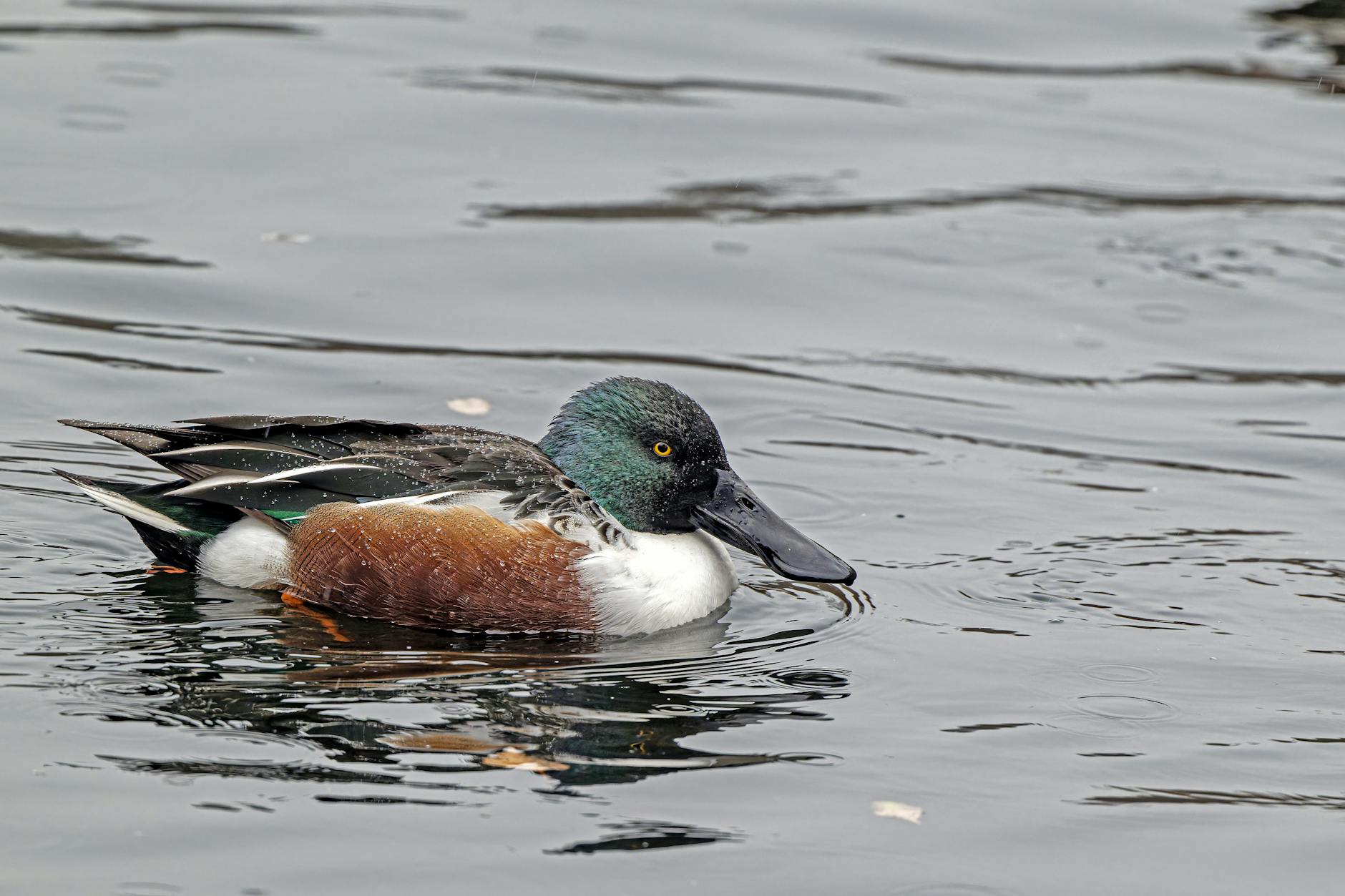Cuchara común en el agua