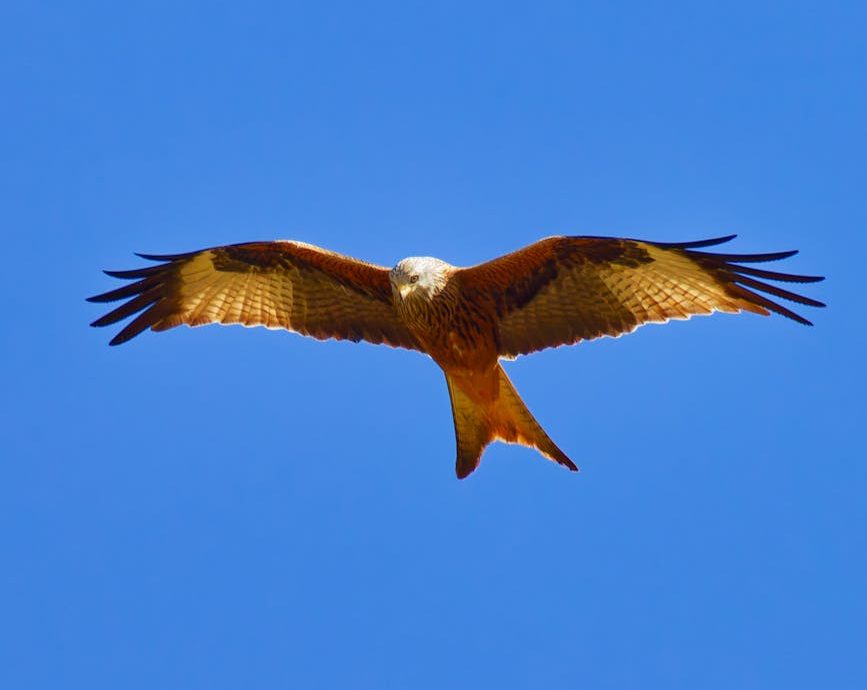 España y Francia lideran en casos de envenenamiento y caza ilegal de aves rapaces