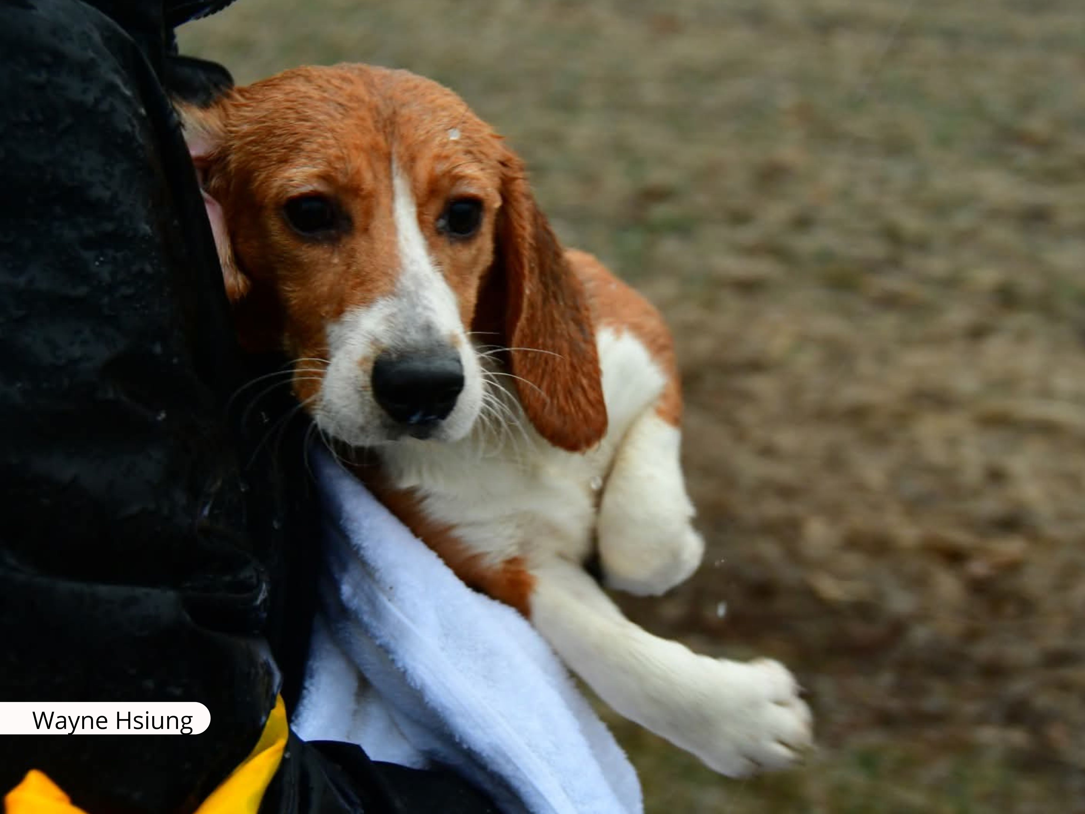 Activistas rescatan a más de una veintena de beagles de un criadero acusado de maltrato