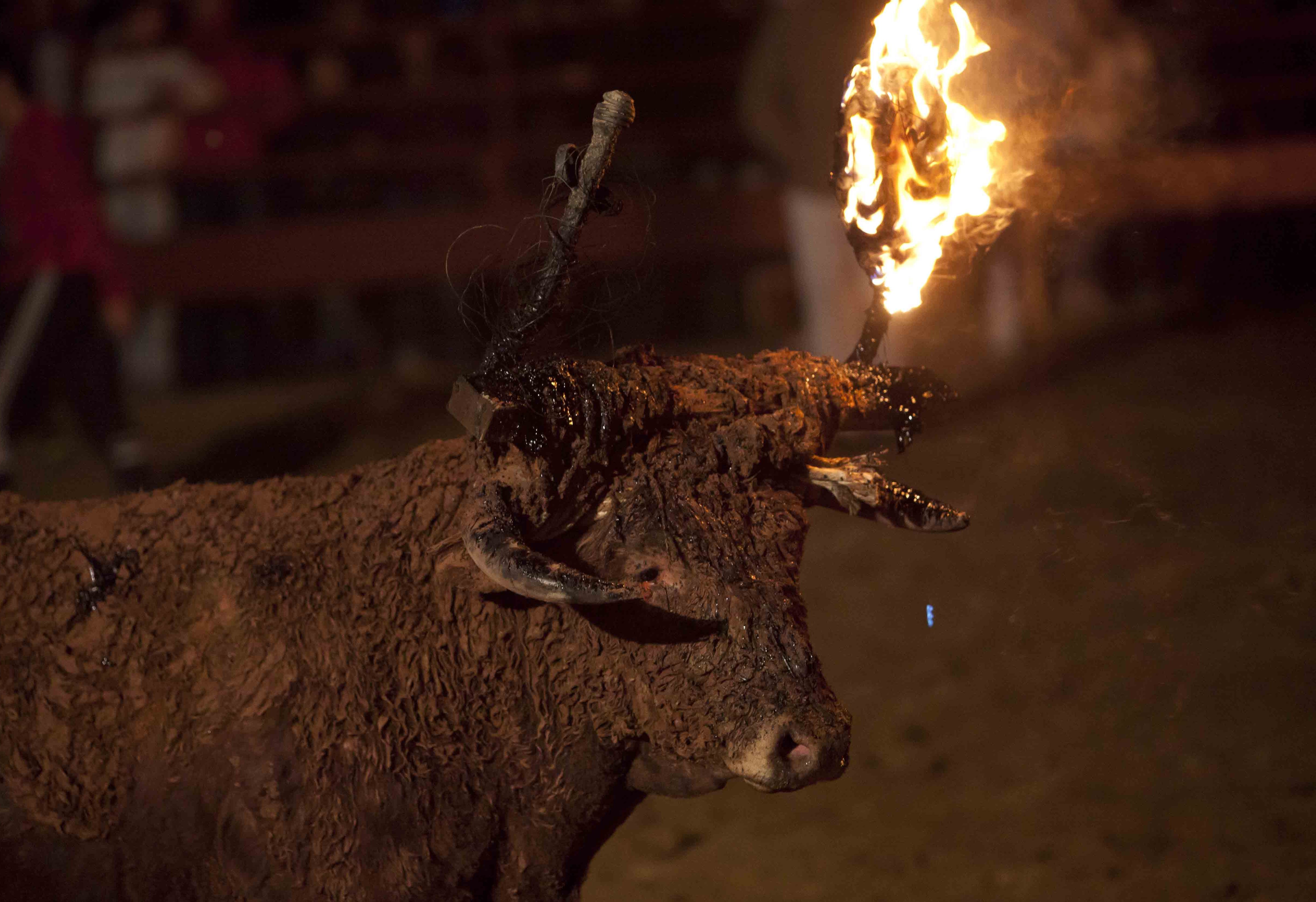 Toro Jubilo de Medinaceli