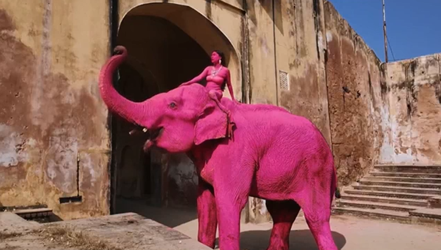Elefanta pintada de rosa para una sesión de fotos en India