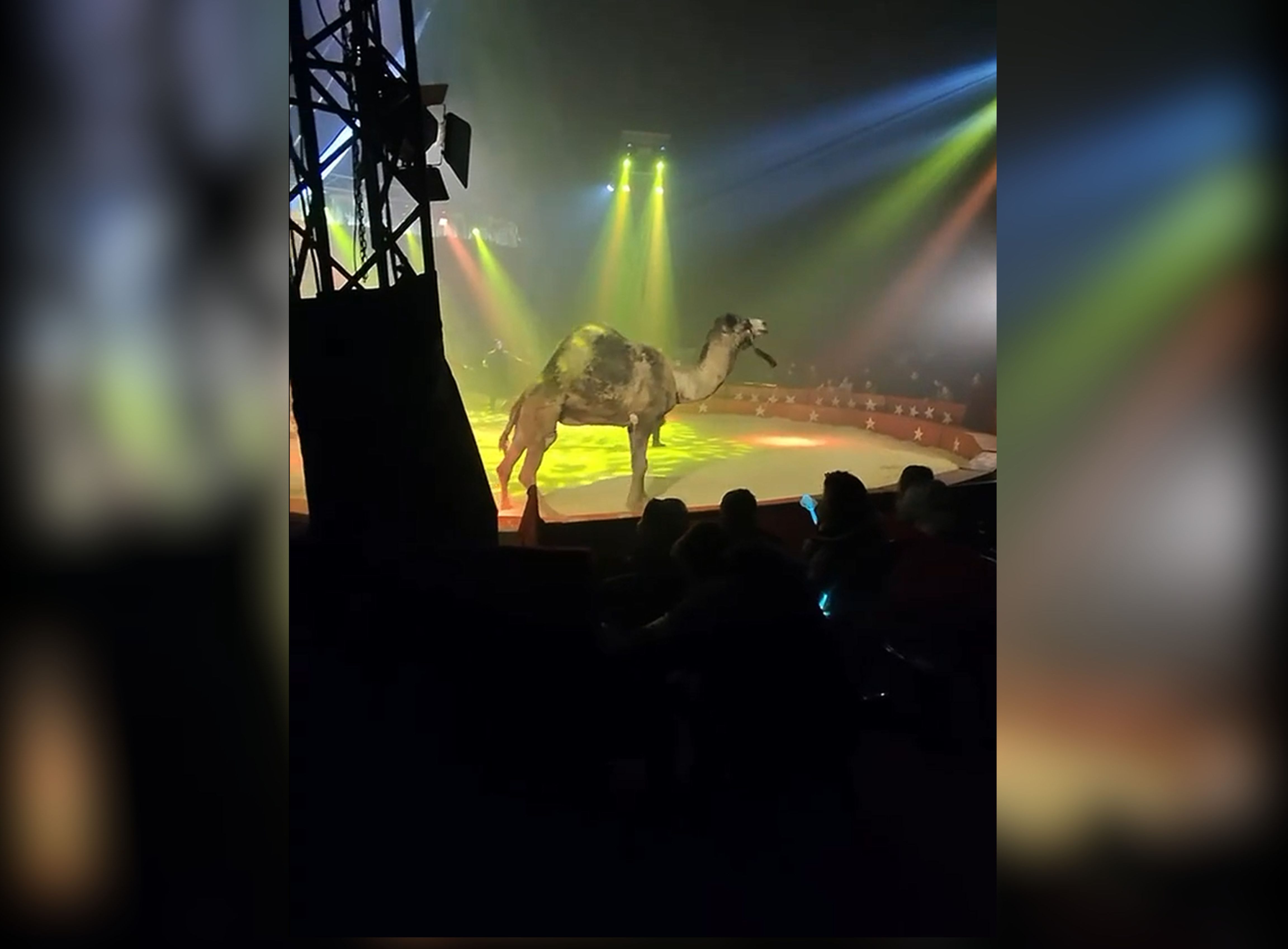 Dromedario maltratado durante un espectáculo en el Circ de Nadal