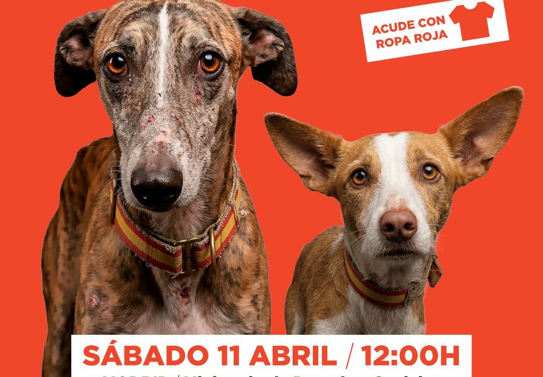 Manifestación contra la desprotección de los perros utilizados para la caza y trabajo este sábado en Madrid