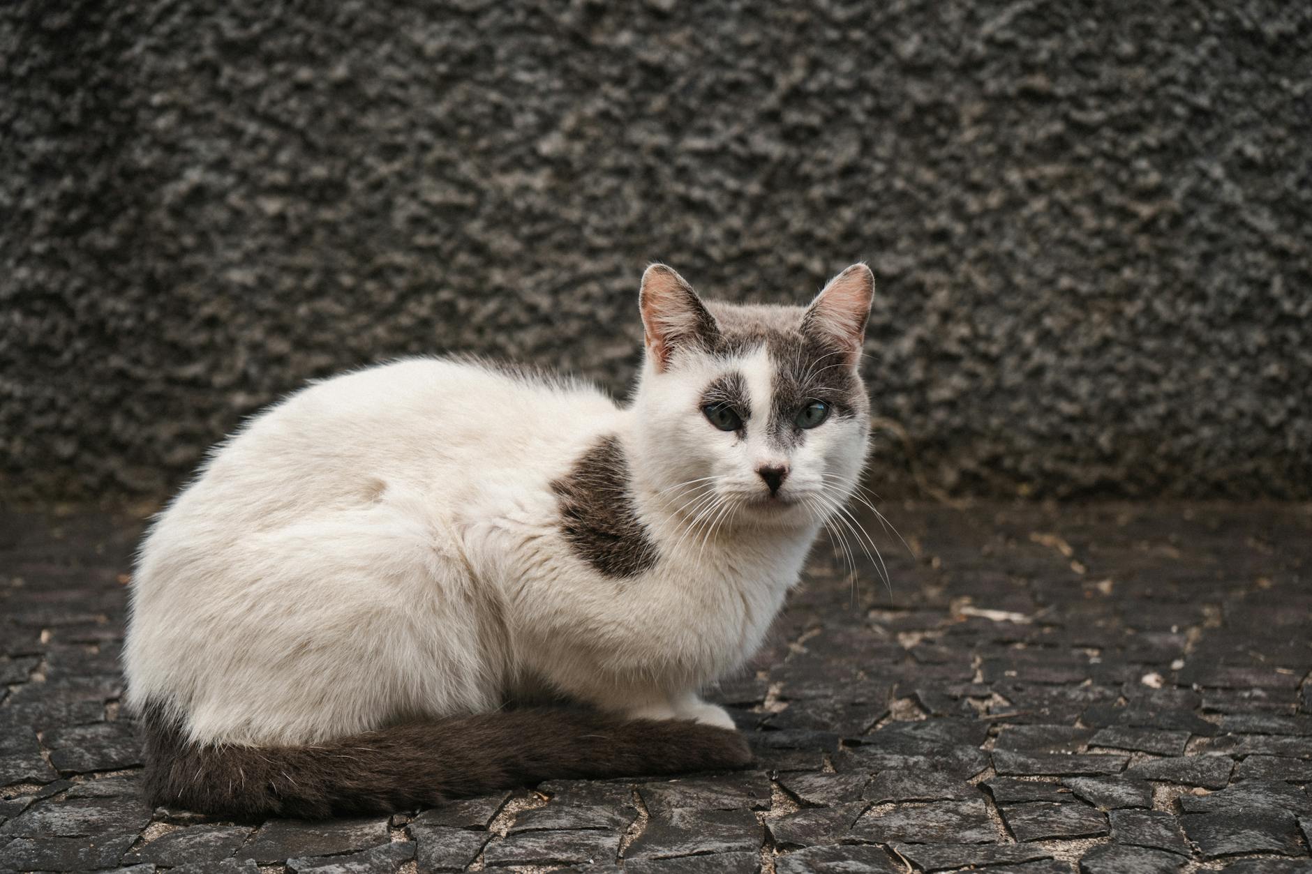 Tarragona: muere un gato en una jaula trampa sin supervisión