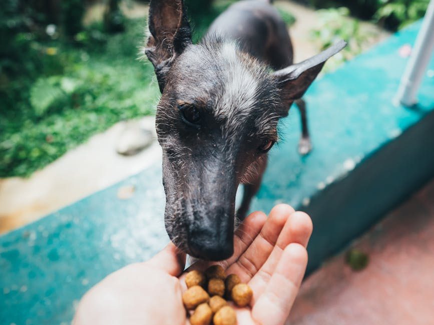 Una persona da comida a un perro