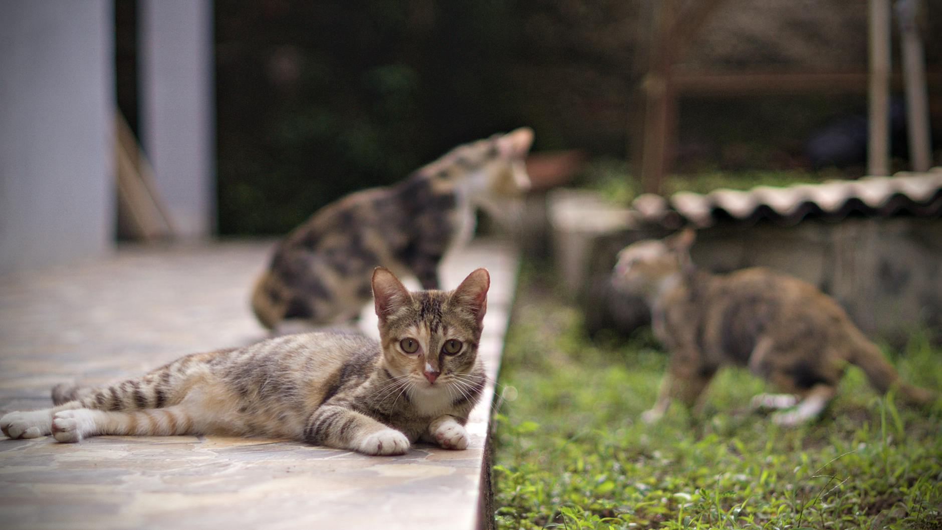Gatos de una colonia felina en un parque
