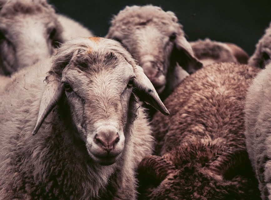 Piden a la Comisión Europea la suspensión del transporte de animales a zonas en conflicto