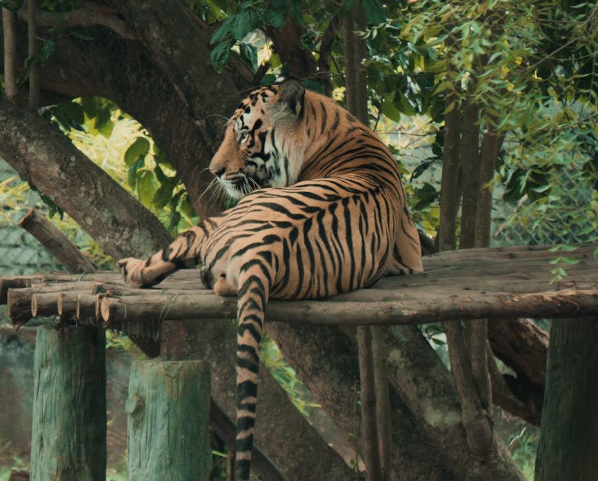 Mueren más de 70 tigres por un virus en un centro de cautiverio en Tailandia