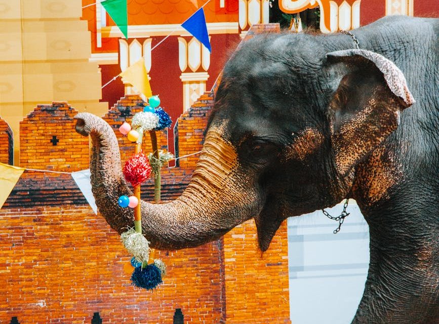 Campaña para salvar a Viola: la elefanta que ha pasado los últimos 50 años en un circo