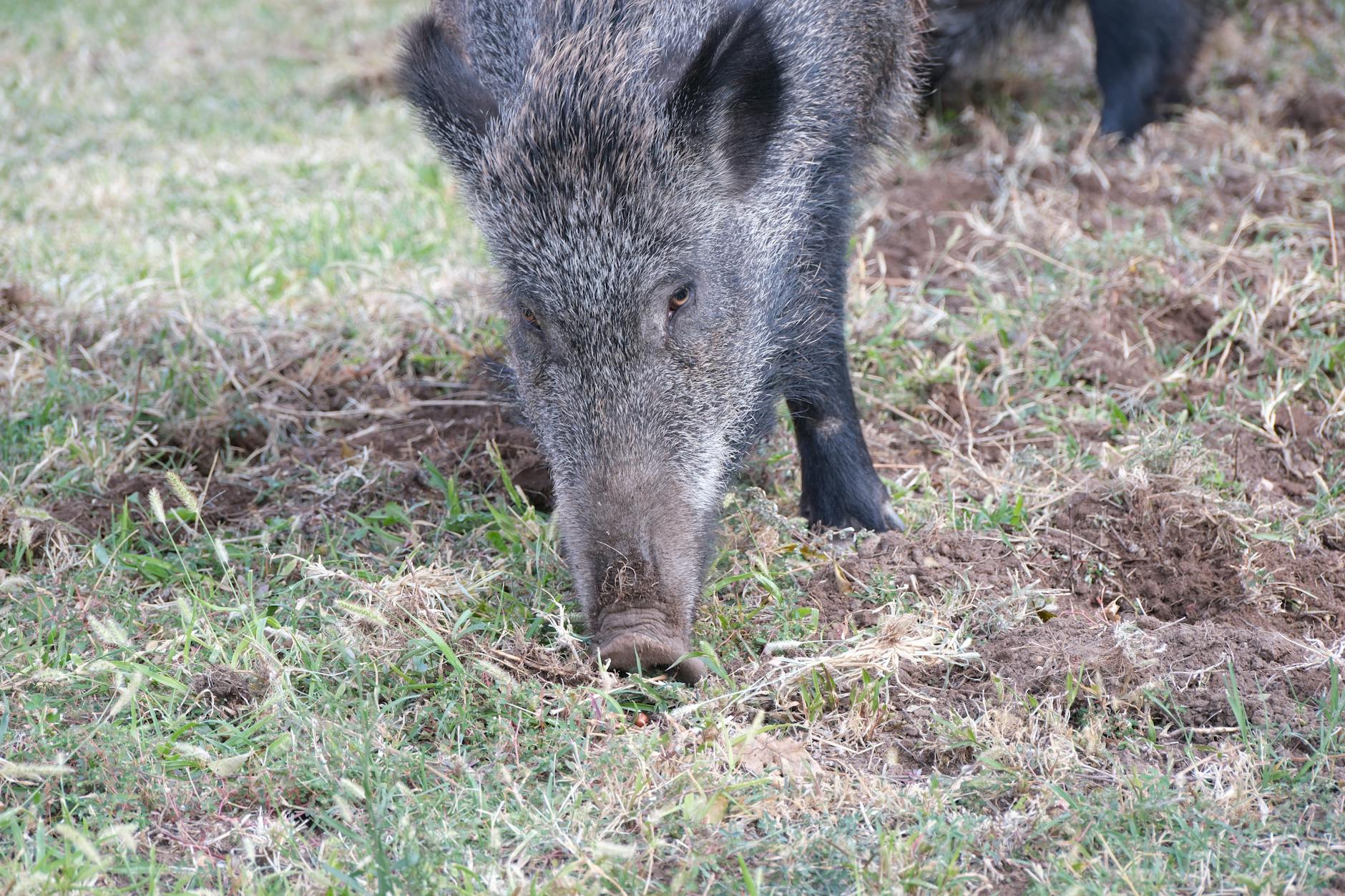 Agricultura vuelve a ceder al lobby de la caza: unificadas las licencias en diez comunidades