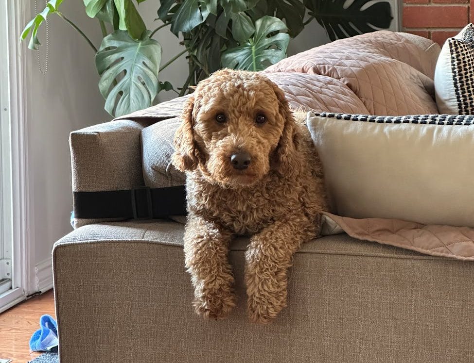 Un caniche relajado en un sofá