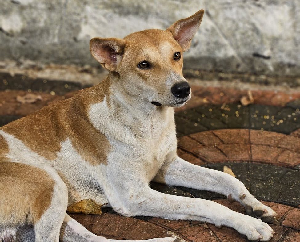 Ucrania impulsa una ley de bienestar animal acorde a la normativa europea