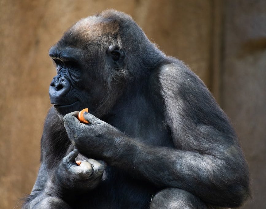Fatou, la gorila más longeva del mundo, cumple 69 años en cautividad