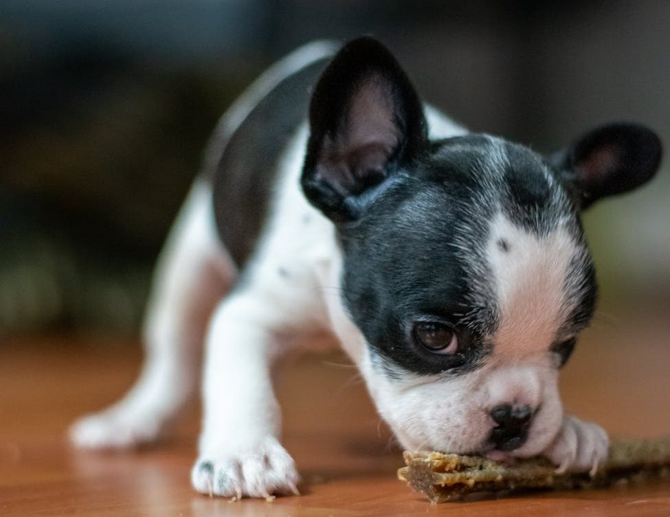 ¿Hay criadores buenos?