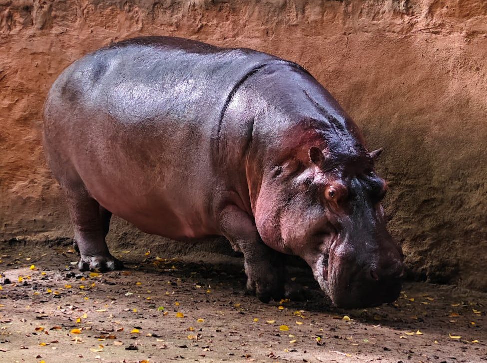 Hipopótamo