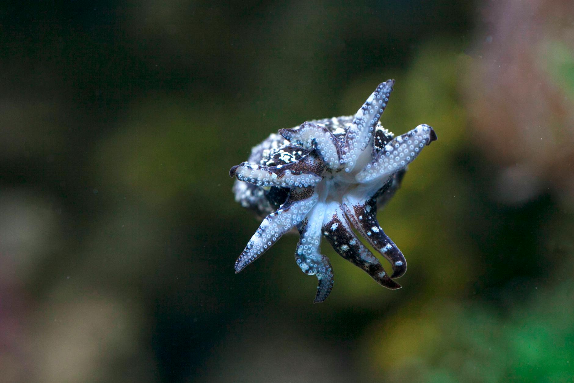 Un pulpo en un acuario